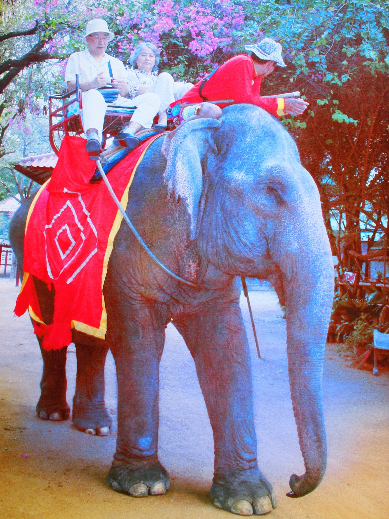 超过 50 张关于“骑大象”和“大象”的免费图片 - Pixabay