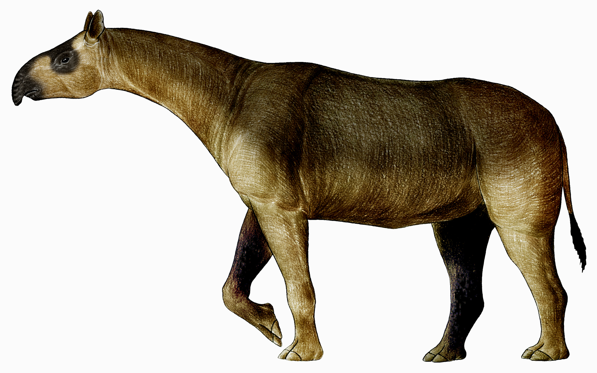 Dzungariotherium