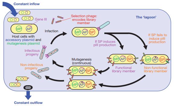 噬菌体辅助连续进化