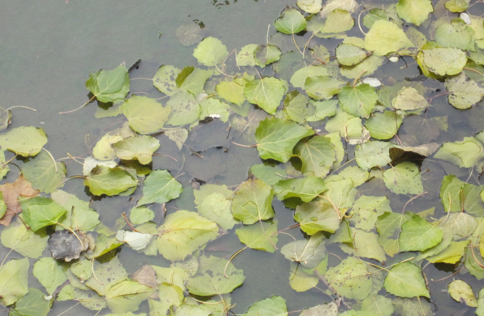 枫叶秋季水面上的树叶室外水波摄影图配图高清摄影大图-千库网
