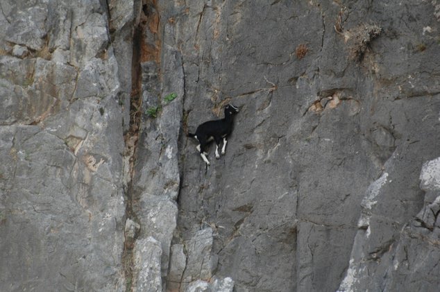 Goats-in-precarious-positions-02.jpg