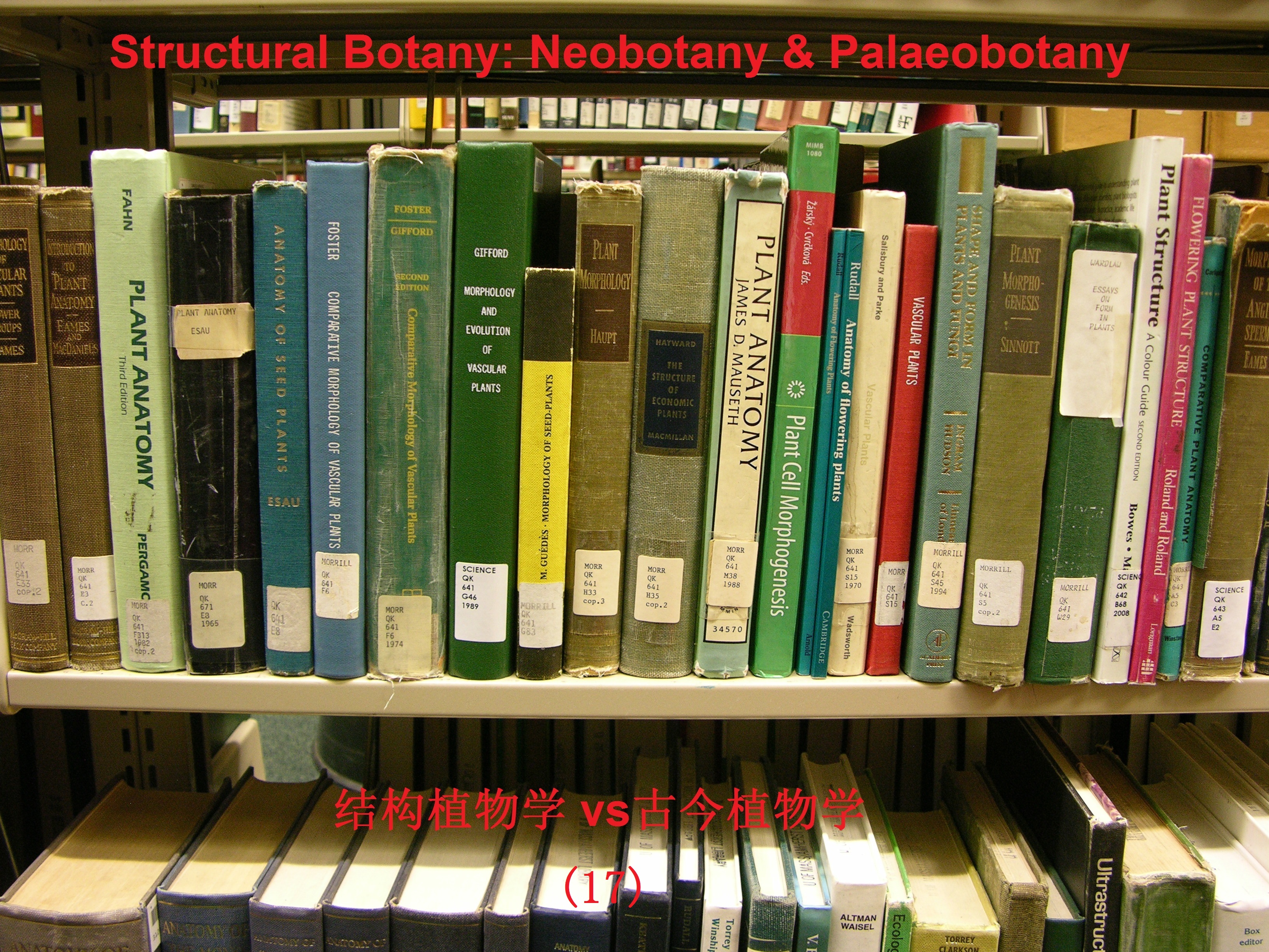 DSCN9778-structural botany logo-17.jpg