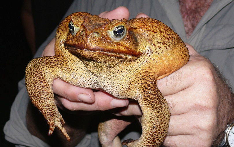 cane-toad-big.jpg