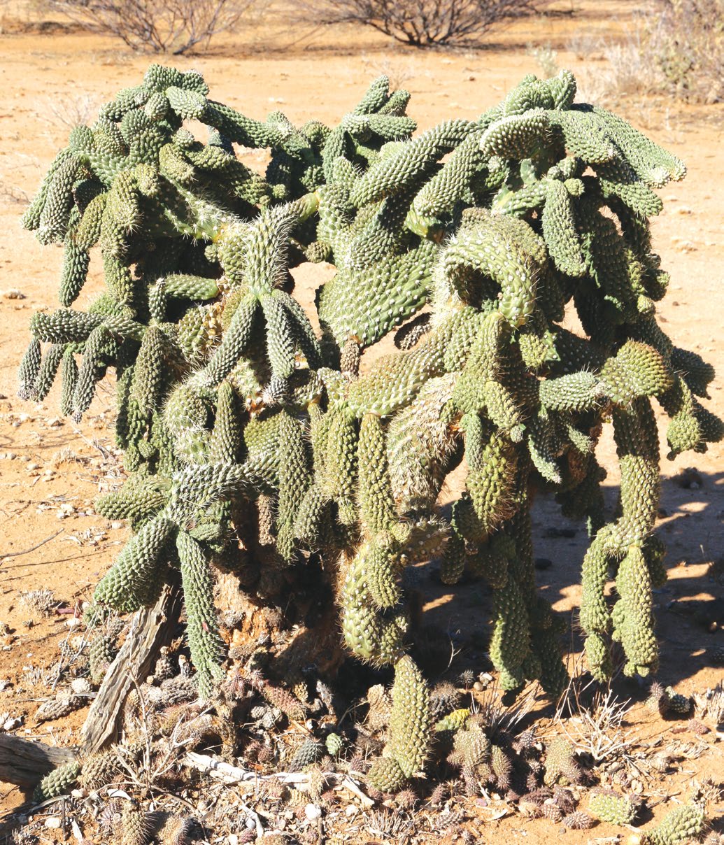 IPA-Prickly-Pear-Story-PP62-cactus.jpg