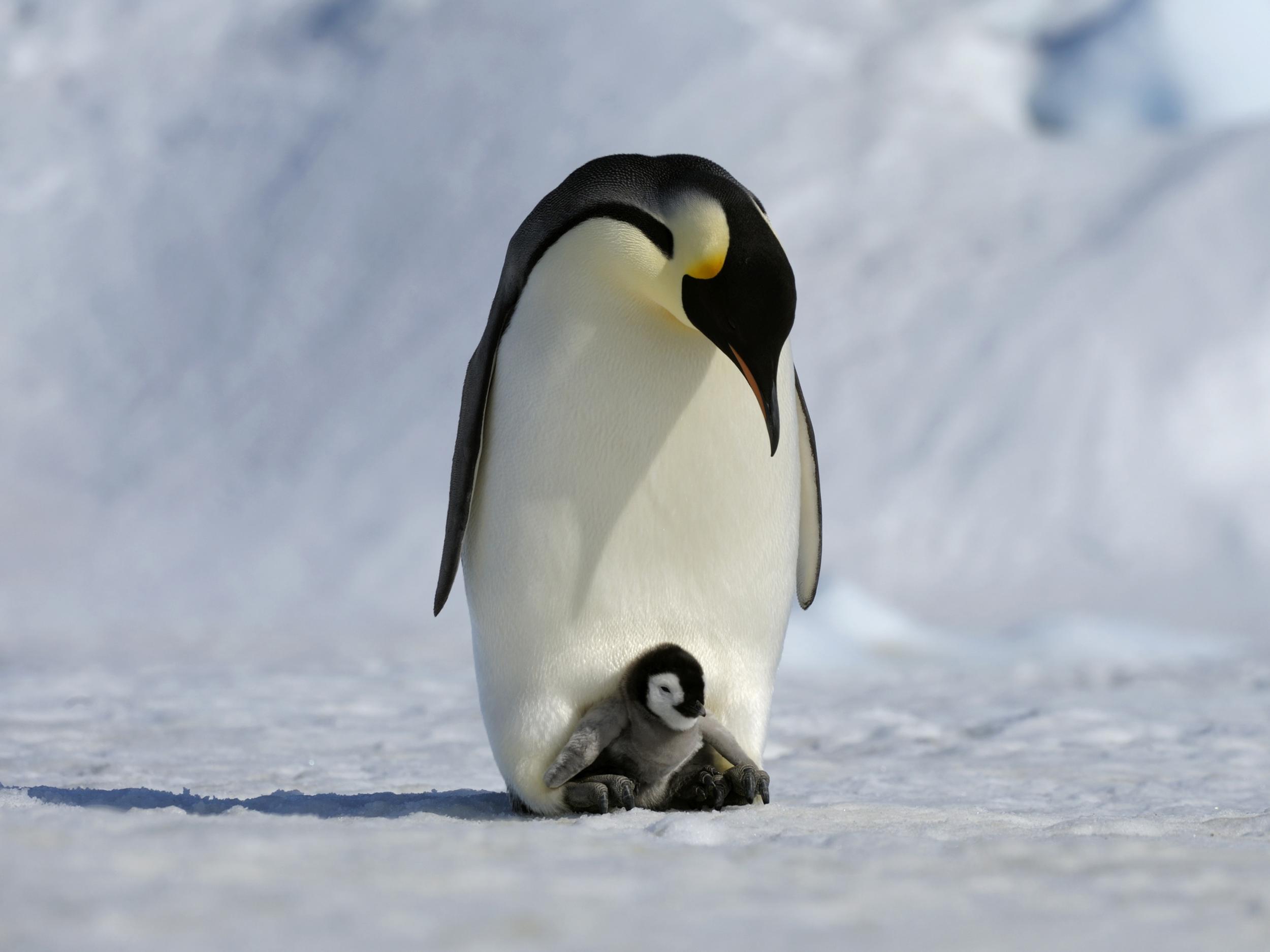 emperor-penguin.jpg