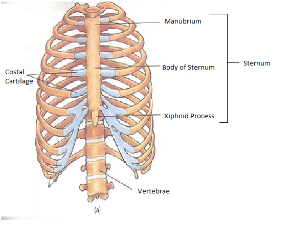 ribs-sternum-cartilage-vertebrae.png