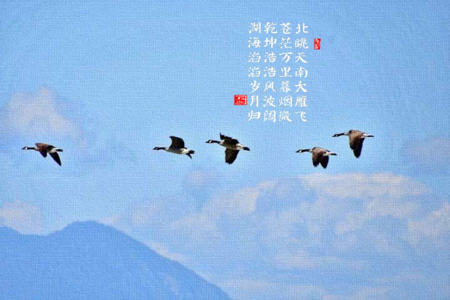 wild-geese-formation-4432986_960_720 (1).jpg