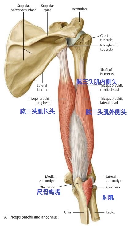 肩关节小圆肌大圆肌肱三头肌长头腱之间的解剖毗邻关系是怎么样的