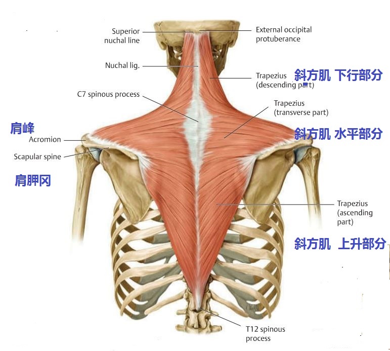 斜方肌(trapezius)起于枕外隆凸,上项线,项韧带,第7颈椎及全部胸椎棘