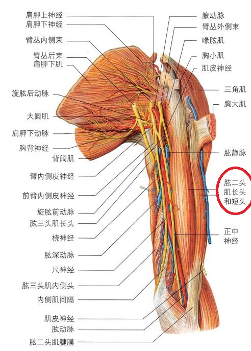 肱二头肌长头以细长的肌腱经肩关节囊内起于关节盂上部的盂上结节及