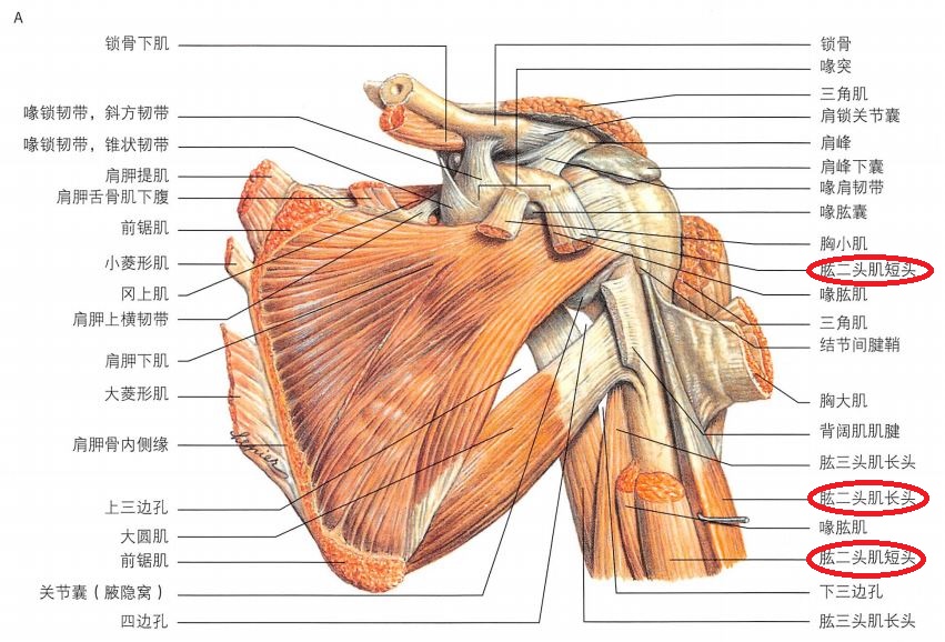 肩关节肱二头肌的解剖学特点是怎样的有哪两个头有什么作用毗邻结构有