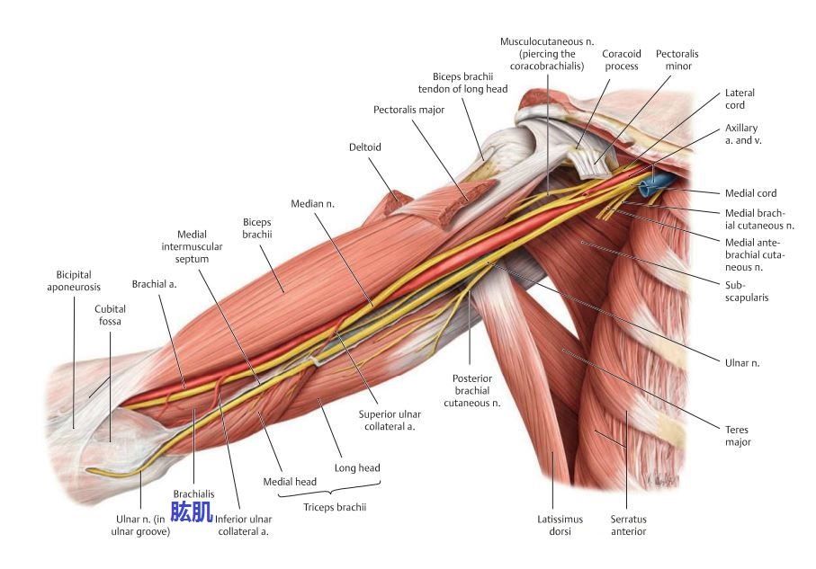 上臂的肱肌在哪里起点止点分别在哪里有什么作用受什么神经支配