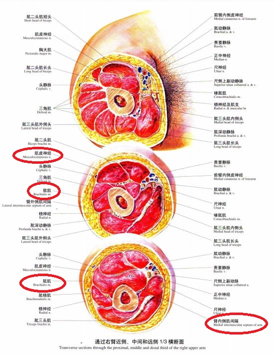 上臂的肱肌在哪里起点止点分别在哪里有什么作用受什么神经支配