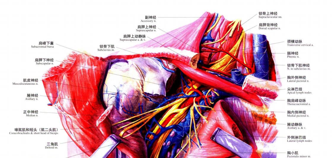 上图 锁骨区深层解剖.上图:翻开颈阔肌,显露深面组织.
