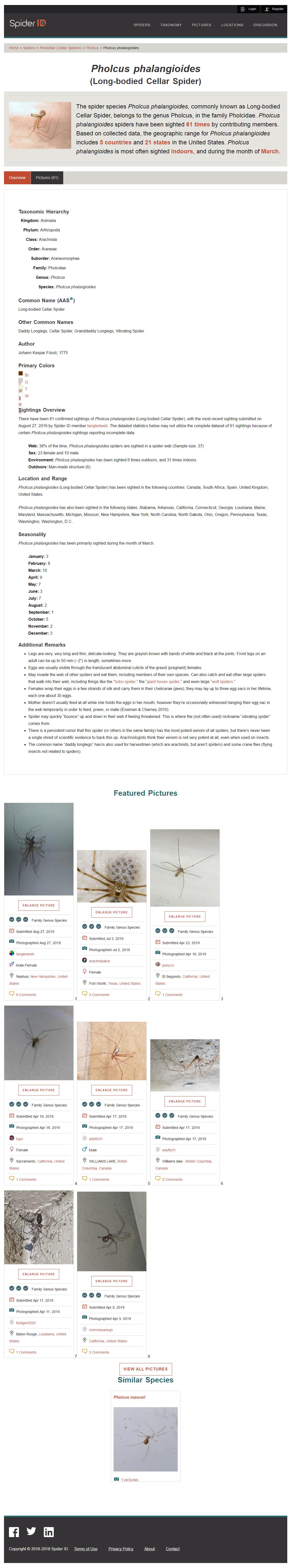 Pholcus phalangioides (Long-bodied Cellar Spider) - Spider Identification & Pi.jpg