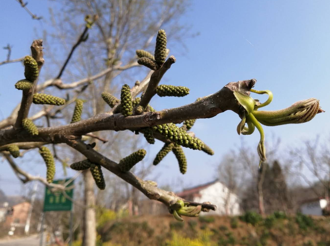 今春气温回升快核桃树提前发芽建议我省核桃产区尽快做好低温晚霜预防