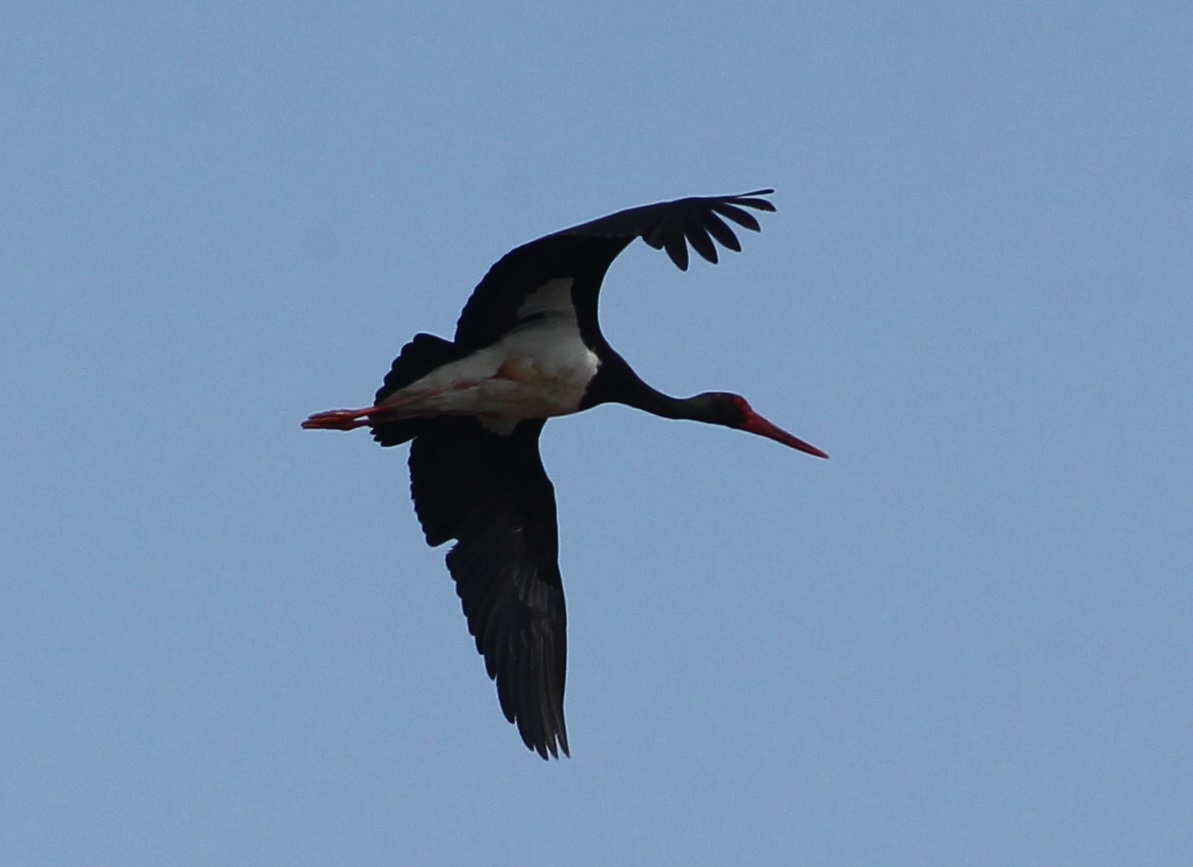 black stork_0315 by MaMing.jpg