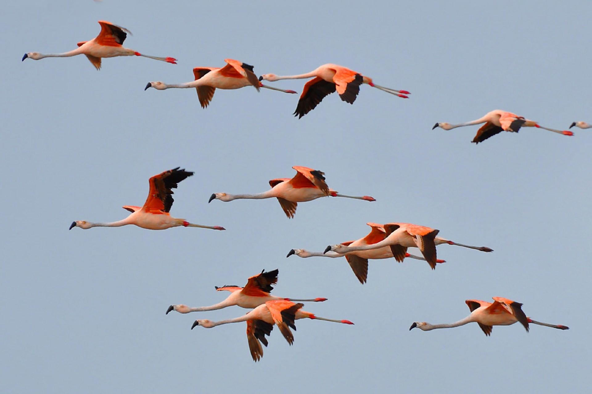 Chilean-Flamingo-Flying-Photos-Phoenicopterus-chilensis-is-a-large-species-of-fl.jpg