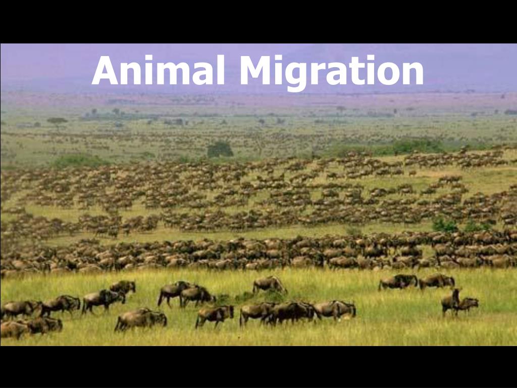 Animal Migration 01 animal-migration-l.jpg