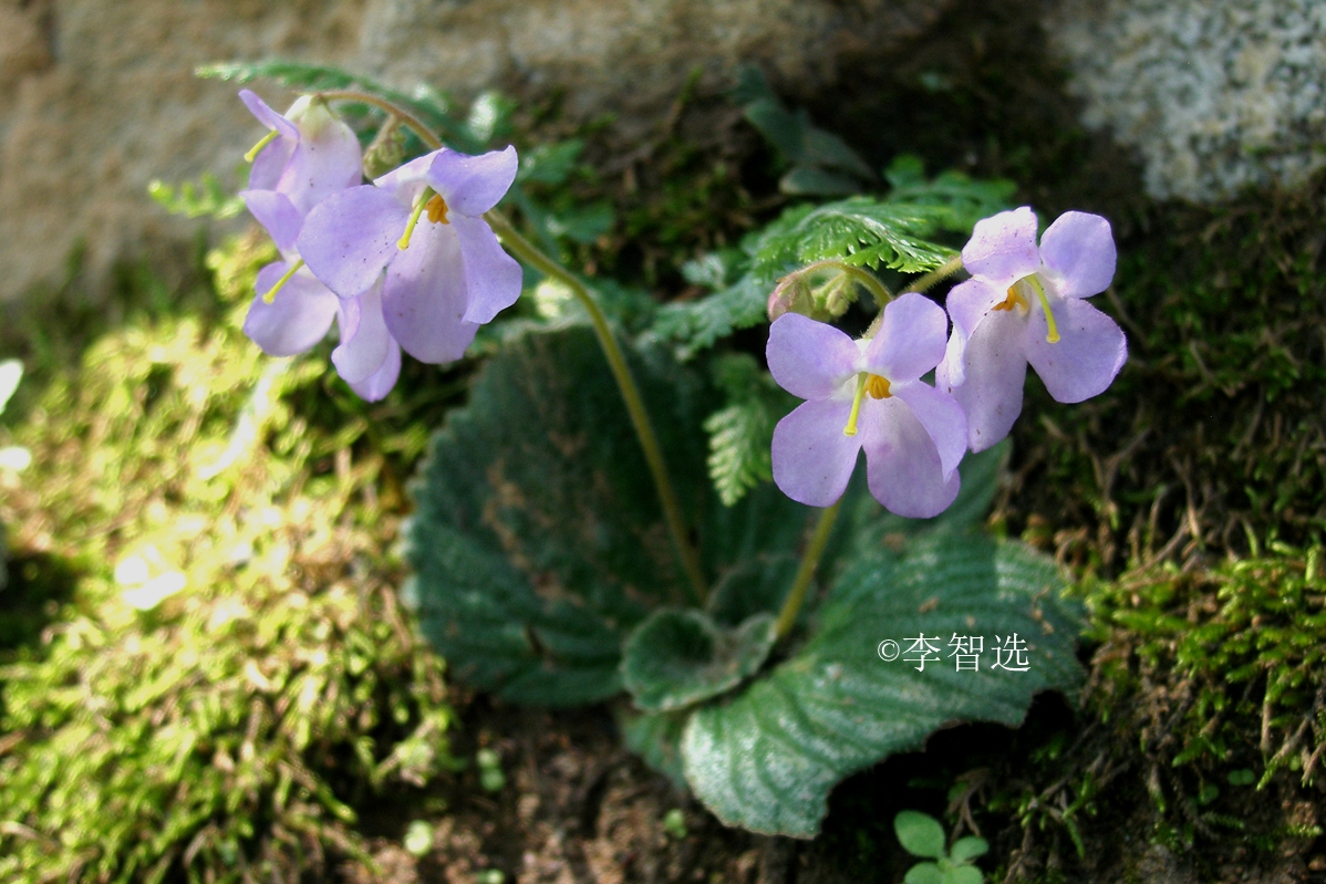 1.密毛小花苣苔(广西植物)P275，图1.255-苦苣苔科植物-图片