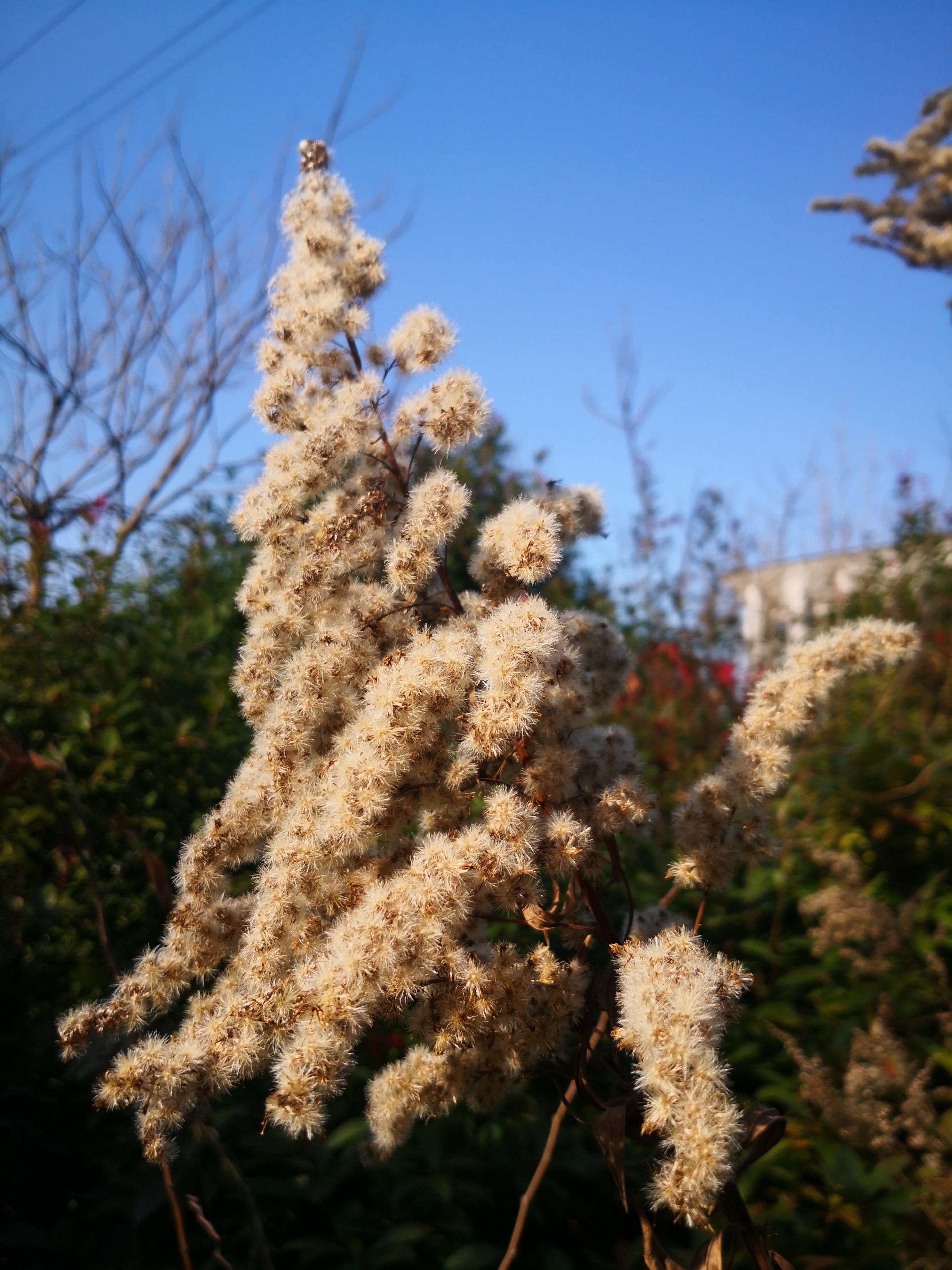 IMG_20201220_131804.jpg