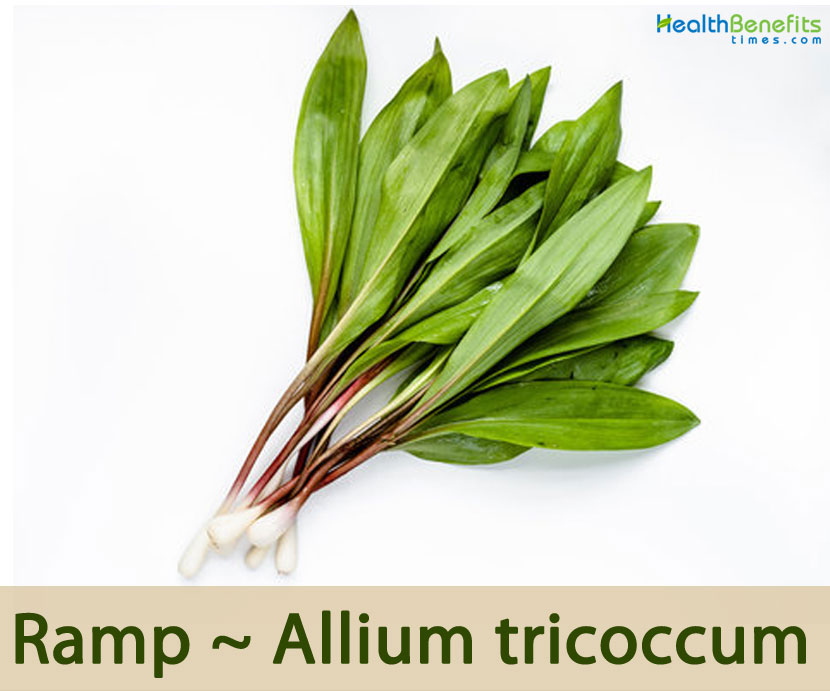 ľ 02 Health benefits of Ramp ~ Allium tricoccum.jpg