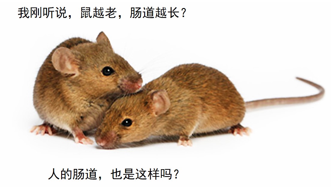 mice_1.jpg