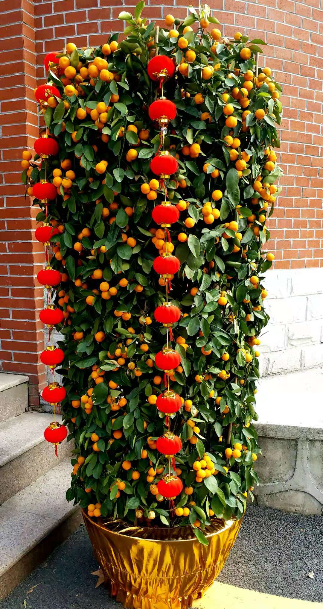 仿真水果树 仿真植物盆景小盆栽 塑料花 发财桔子金橘果实树-阿里巴巴