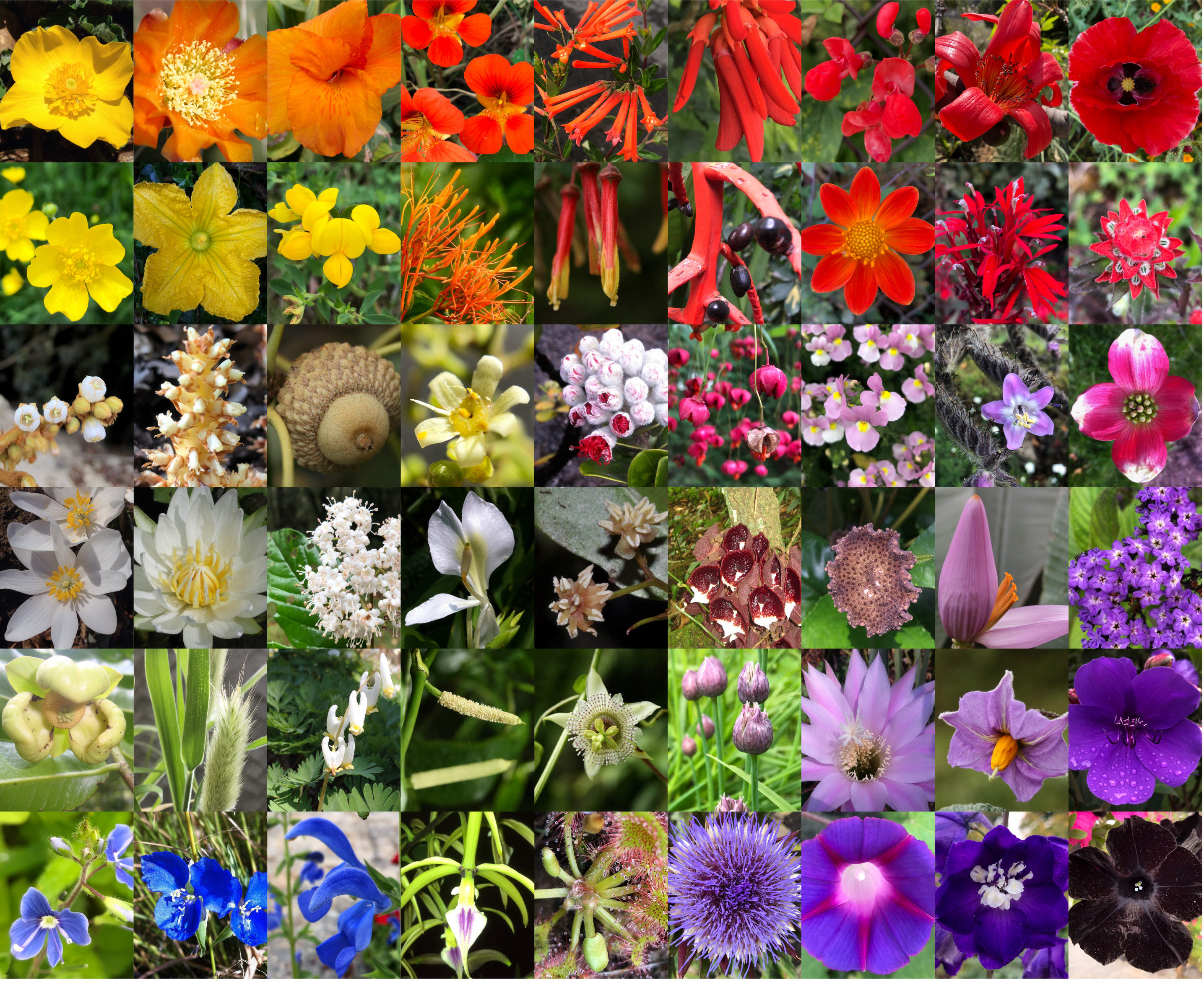 The delayed rise of flowering plants@Santiago Ramírez-Barahona_副本.jpg