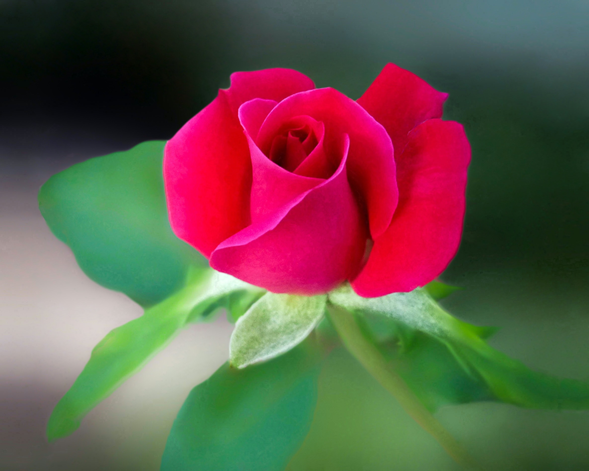 red-rose-flower-658687.jpg