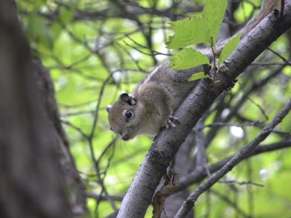 隐纹花松鼠是种典型的树栖动物.jpg
