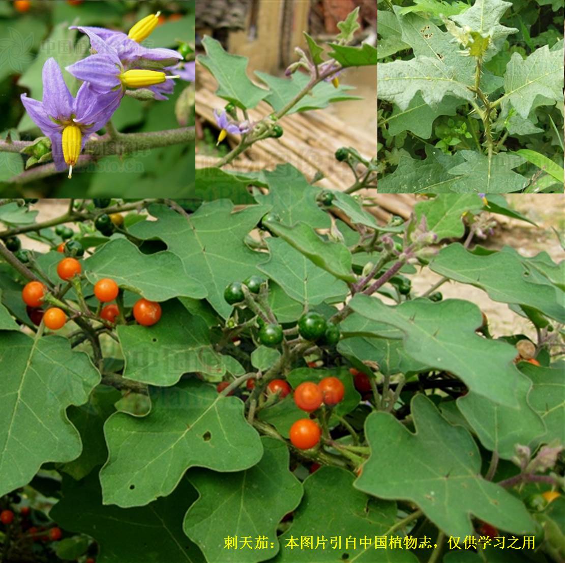 科学网—20210713——刺天茄（Solanum violaceum Ortega） - 栗茂腾的博文