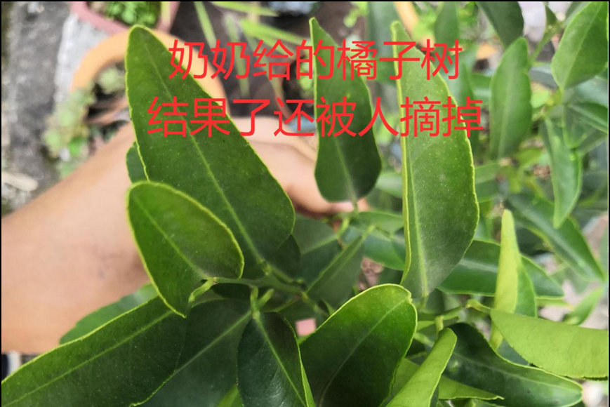 徐黎杰-奶奶送的橘子树.jpg