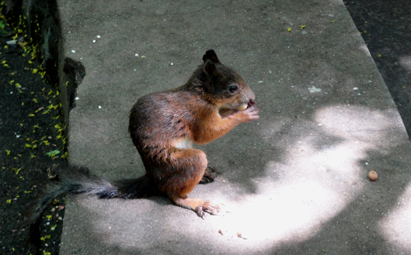普通松鼠在京郊公园里的生活状态良好.jpg