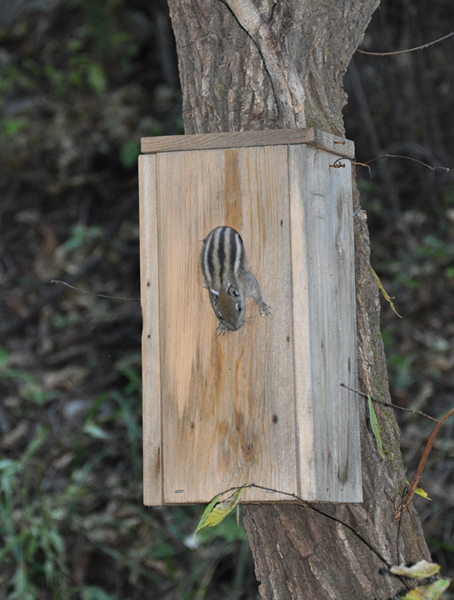 招鸟的人工巢箱常被松鼠科动物利用.jpg
