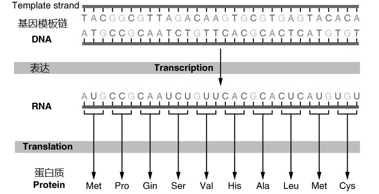 DNA_Translation_and_Codons-02.jpg