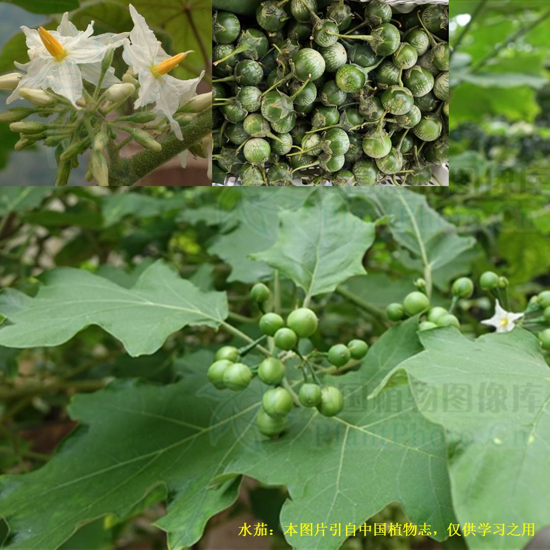 科学网—20230429——刺天茄（Solanum violaceum Ortega） - 栗茂腾的博文