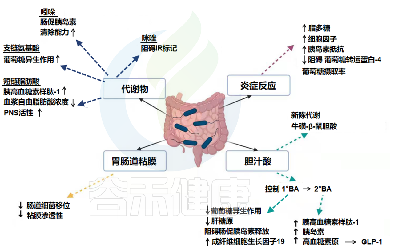 与心血管疾病相关的肠道菌群代谢产物或毒素__中国医疗
