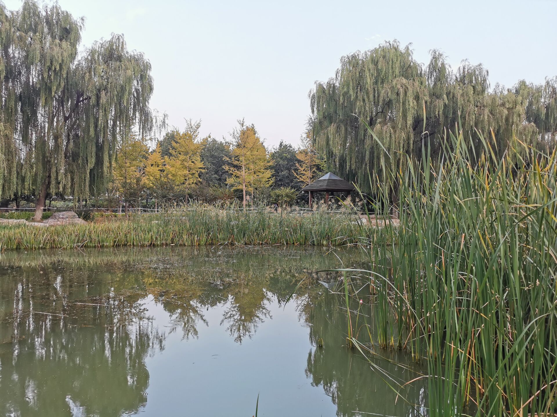 北京海淀树村郊野公园一角_小环境
