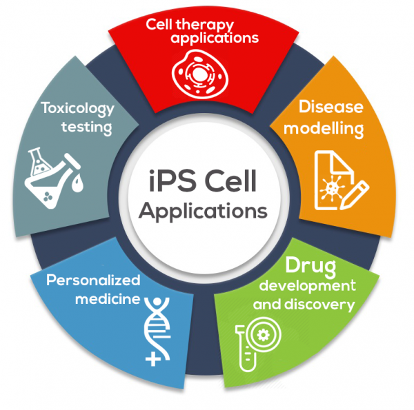 iPS-Cell-Applications-600x595.png
