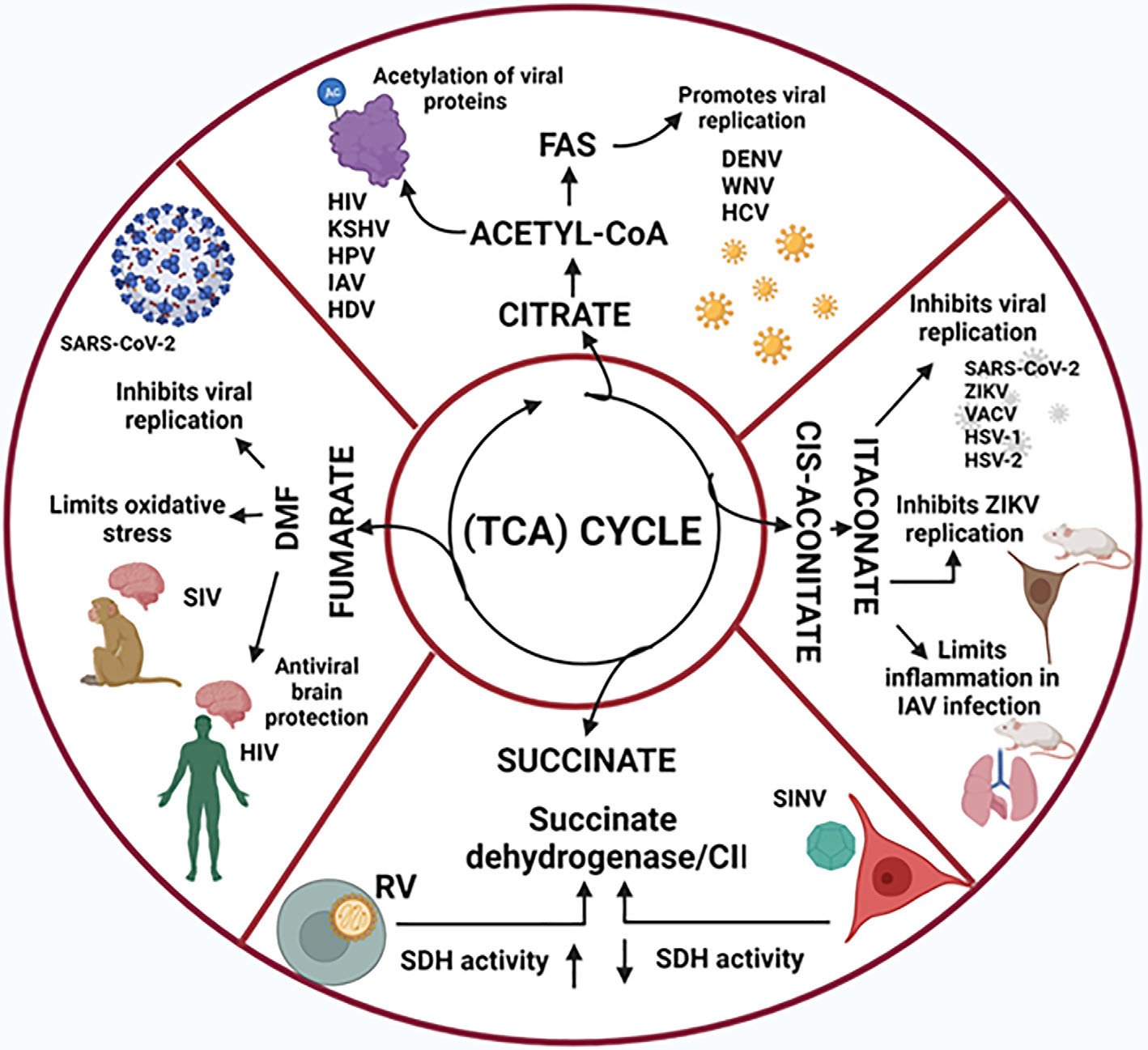 The Role of Tricarboxylic Acid Cycle Metabolites in Viral Infections.jpg