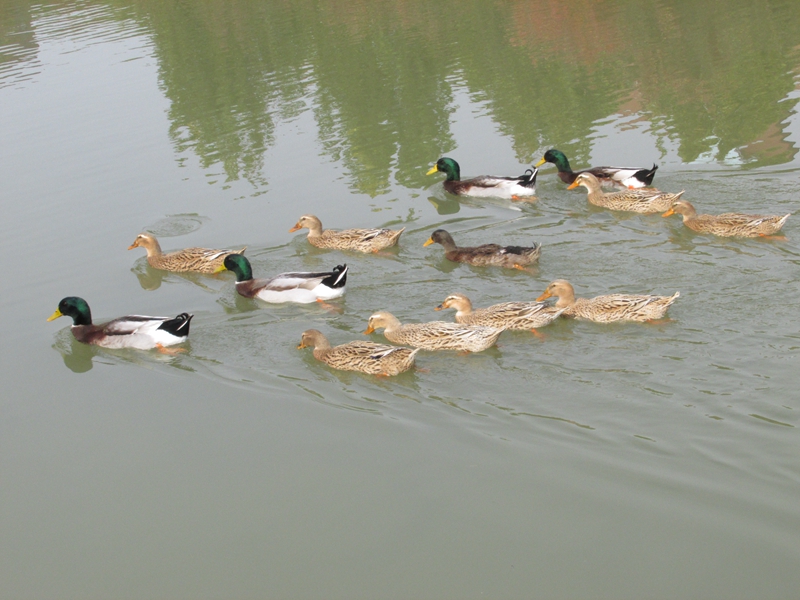 一群鸭子在水里 01 IMG_7340_副本.jpg