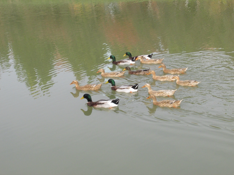 一群鸭子在水里 02 IMG_7341_副本.jpg