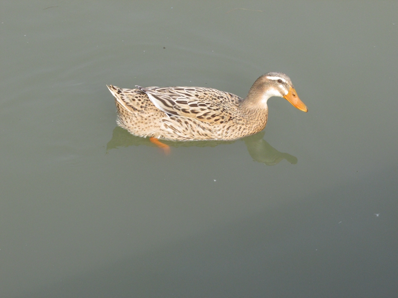 一群鸭子在水里 04 IMG_7313_副本.jpg