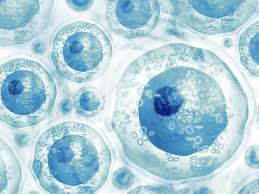 stem cell size.jpg