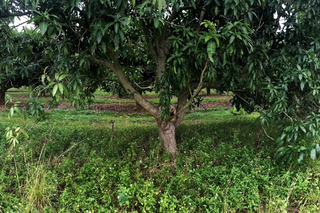 mangowweeds.jpg