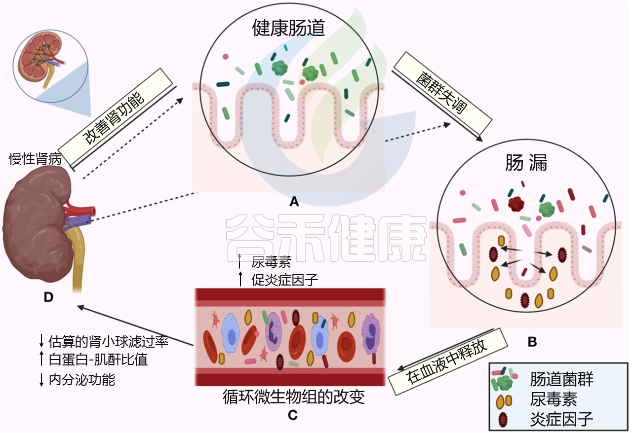 人体肠道毒素堆积平面广告素材免费下载(图片编号:4851947)-六图网