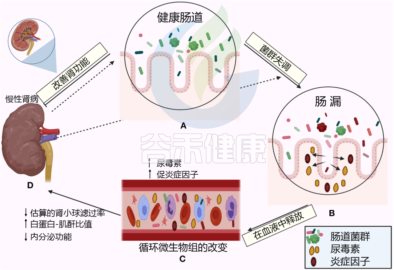 功能医学专业分享|肠道菌群与功能医学七大生理失衡_人体