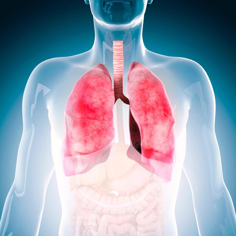 Human-Body-Chest-Lungs-777x777.jpg
