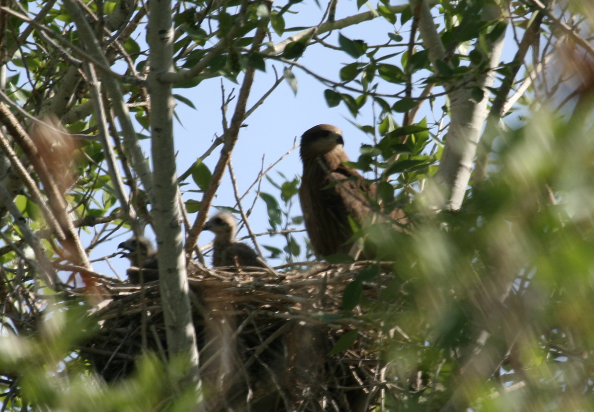 黑鸢 幼鸟和巢穴-马鸣 摄.jpg